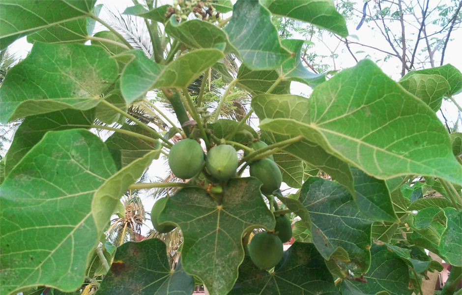 bacca jatropha