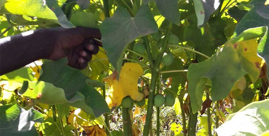 senegaljatropha_1 Jatropha Natural Care