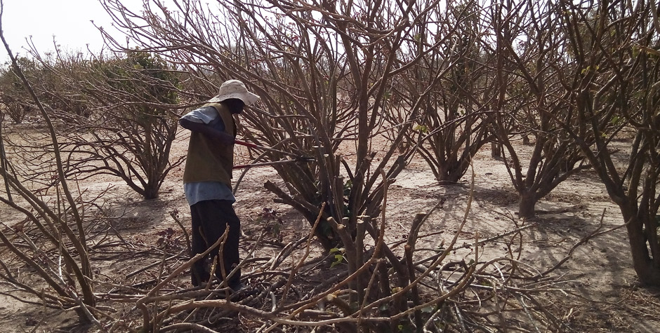 piantagione jatropha curcas lavoro