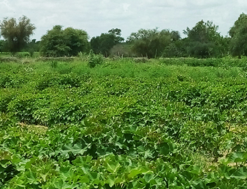 Jatropha Curcas, da dove viene?