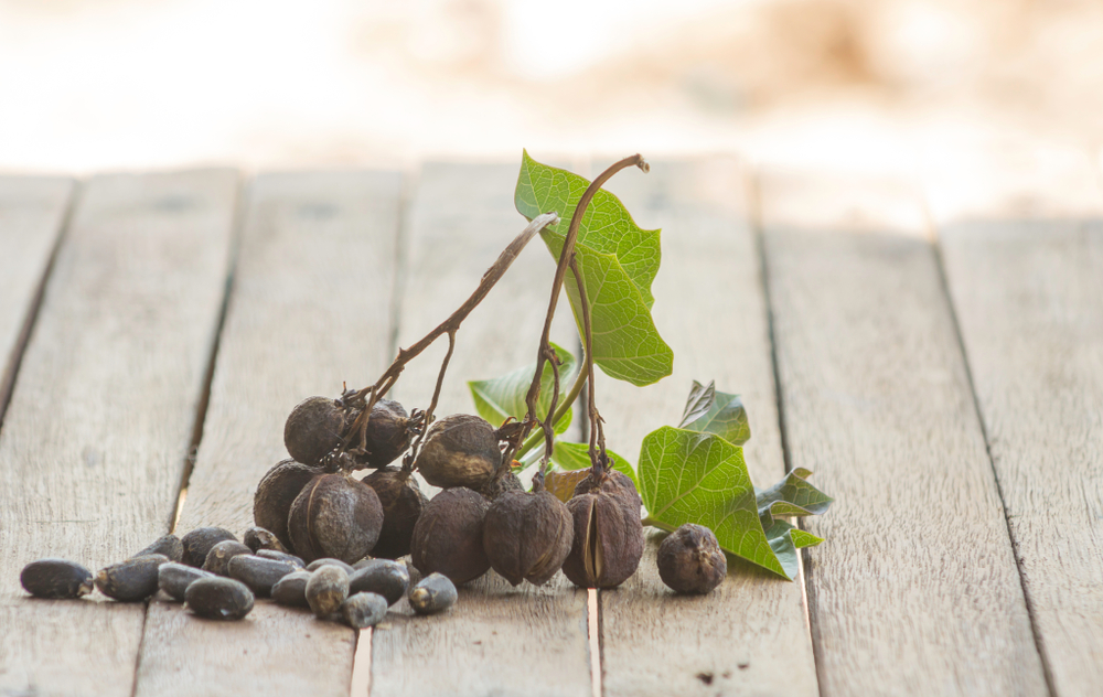 pianta con olio di jatropha curcas